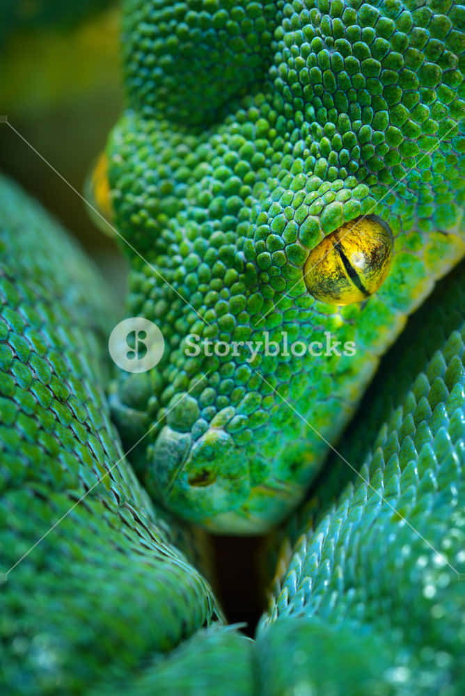 Close Up Of A Green Python Wallpaper