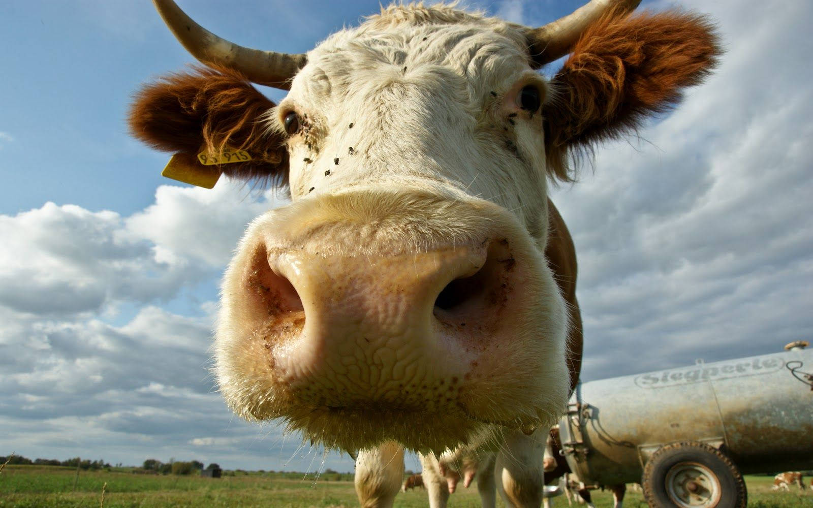 Close Up Of A Hairy Cow Nose Wallpaper