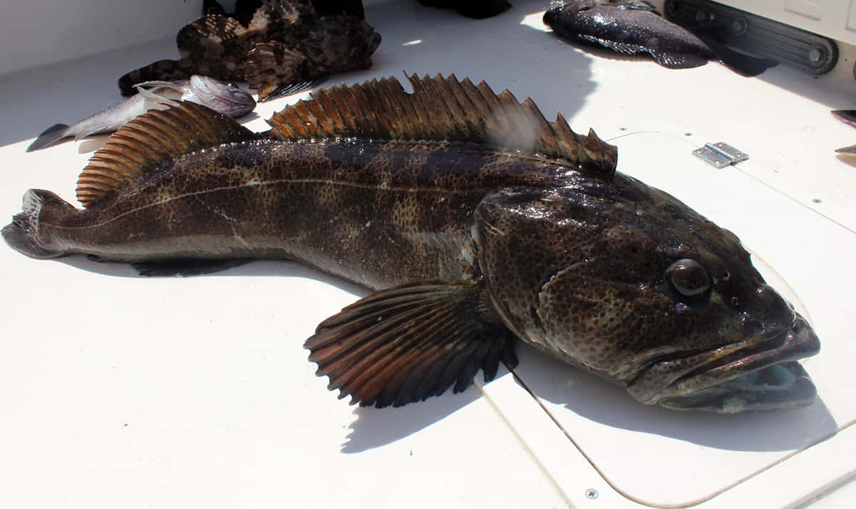 Close-up Of A Mature Lingcod Fish In Clear Waters Wallpaper