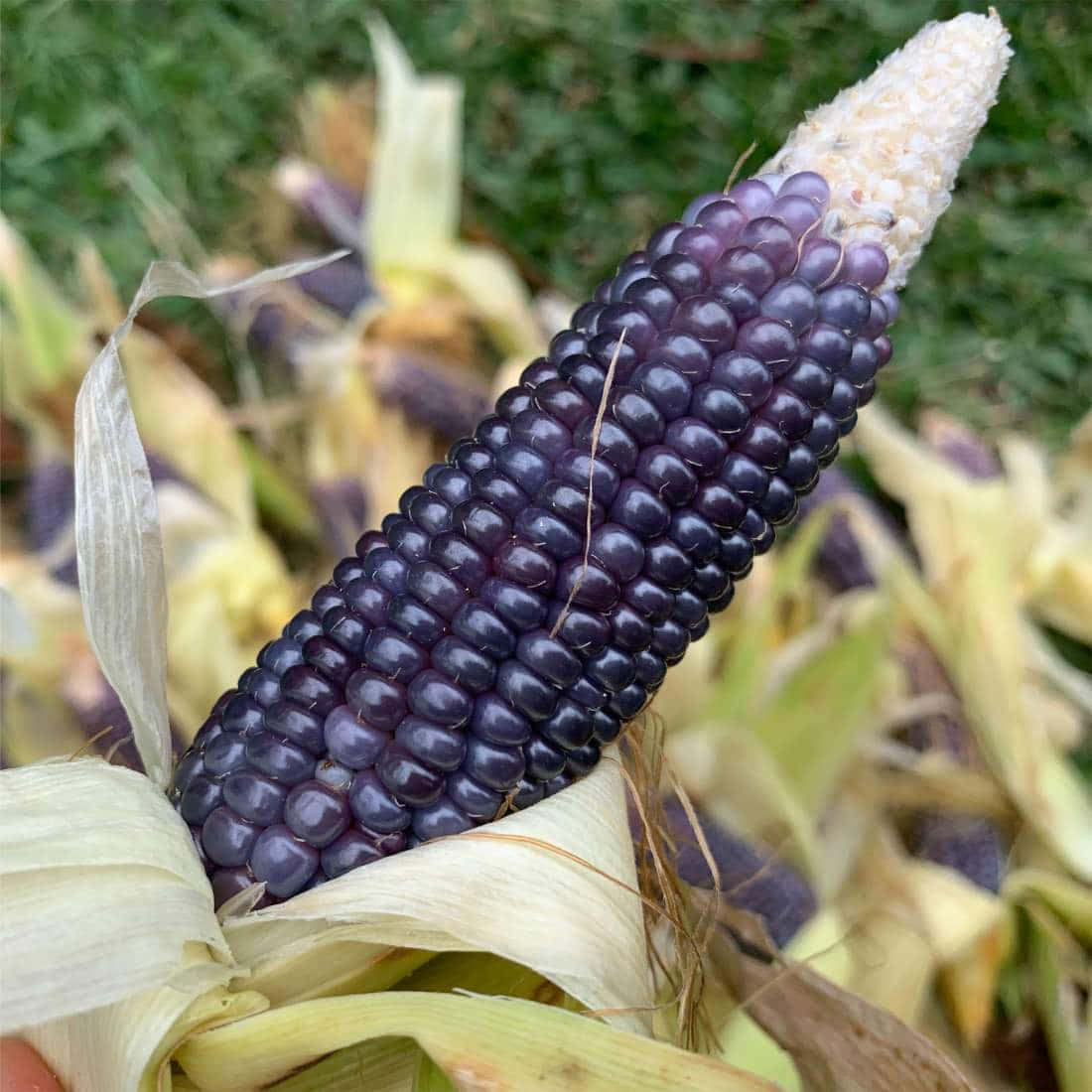 Close-up Of A Purple Corn Cob Ready To Eat Wallpaper