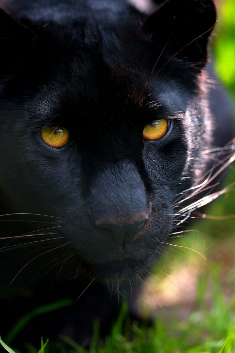 Close-up Of A Rare Black Leopard Wallpaper