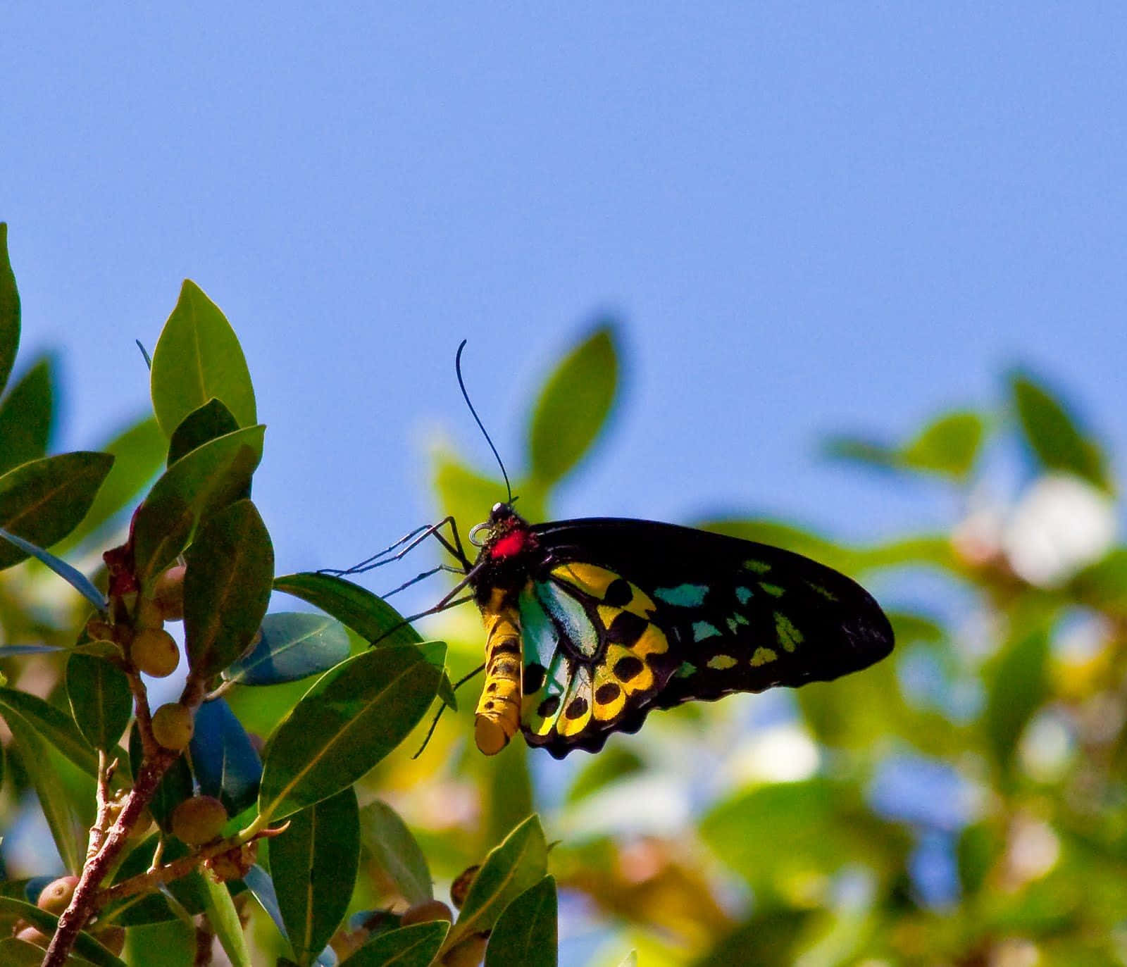 “close-up Of A Rare Species Of Butterfly In Its Natural Habitat