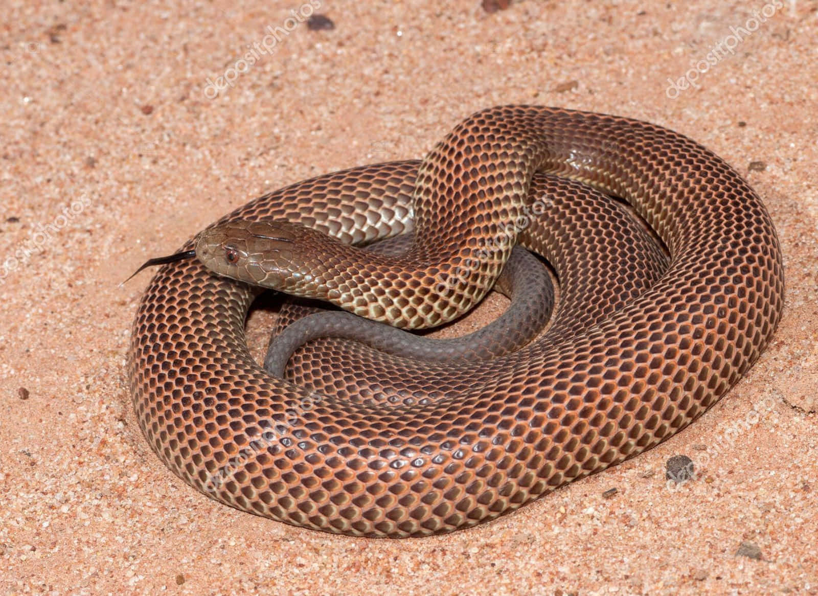 Close-up Of A Stunning Brown Snake In Its Natural Habitat Wallpaper