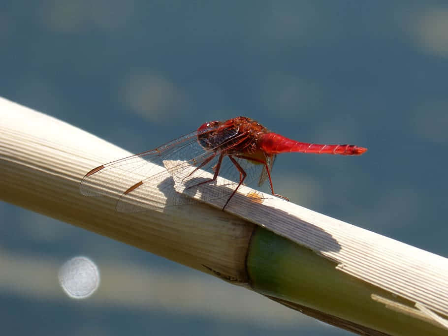 Close-up Of A Stunning Red Dragonfly Wallpaper