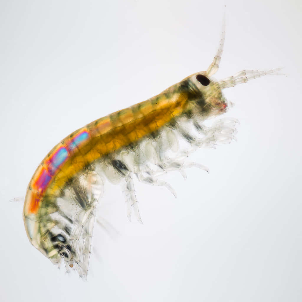 Close-up Of A Vibrant Amphipod In Its Natural Habitat Wallpaper