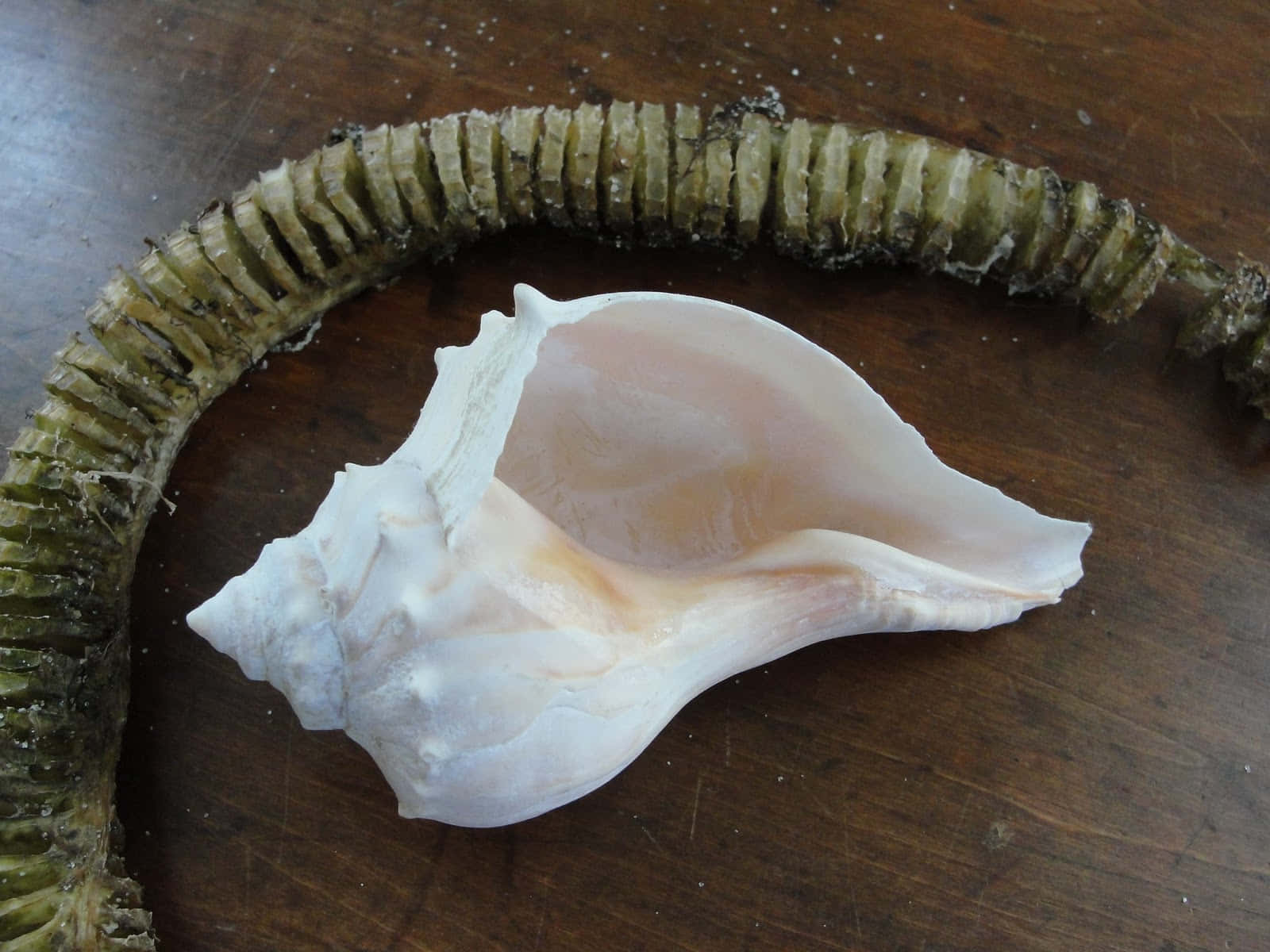 Close-up Of A Whelk Shell On Sandy Beach Wallpaper