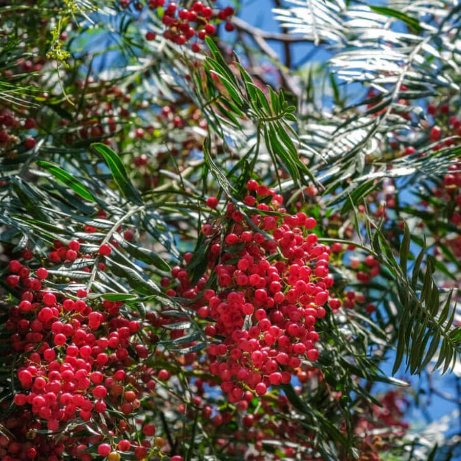 Close-up Of Pink Peppercorns On A Wooden Surface Wallpaper