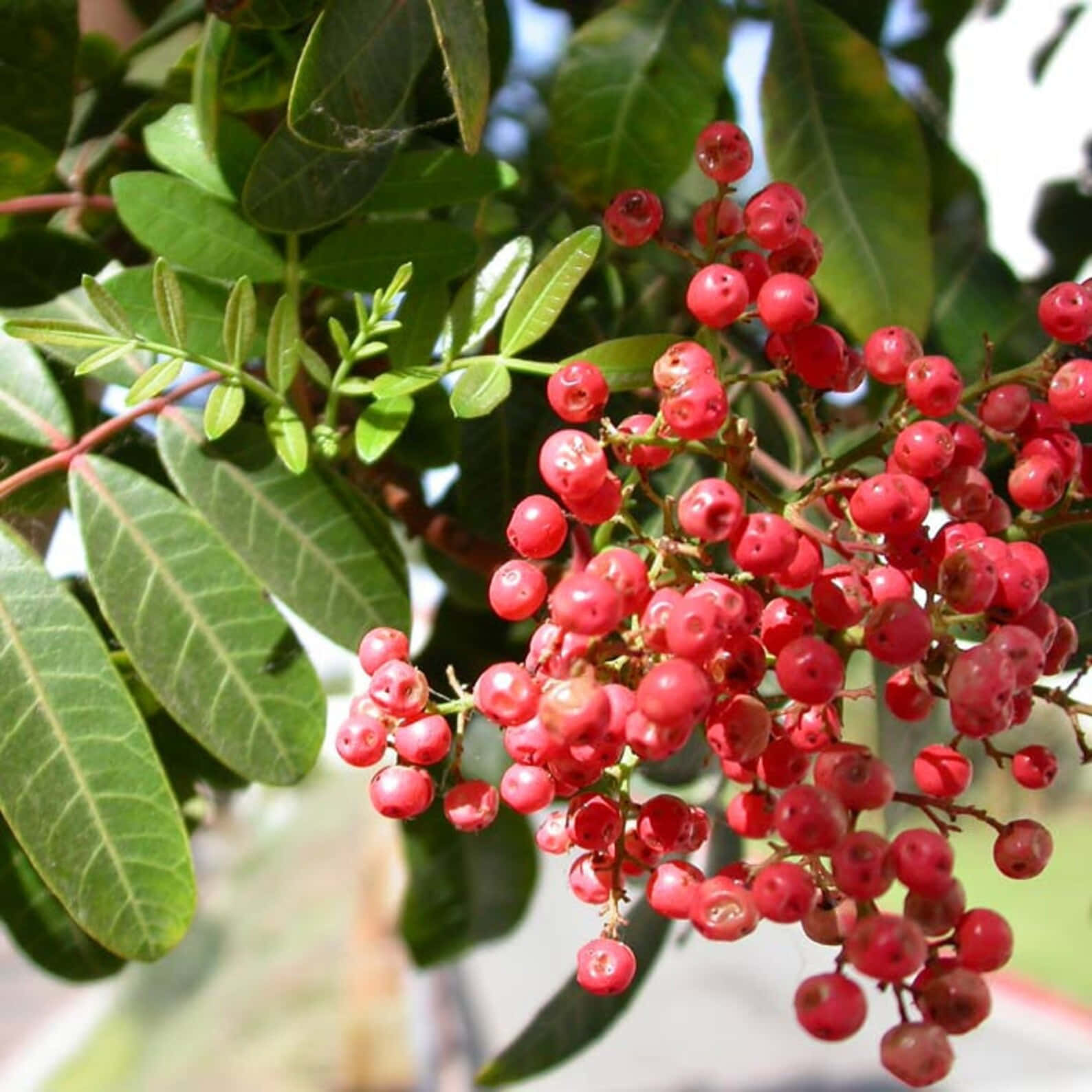 Close-up Of Pink Peppercorns Wallpaper