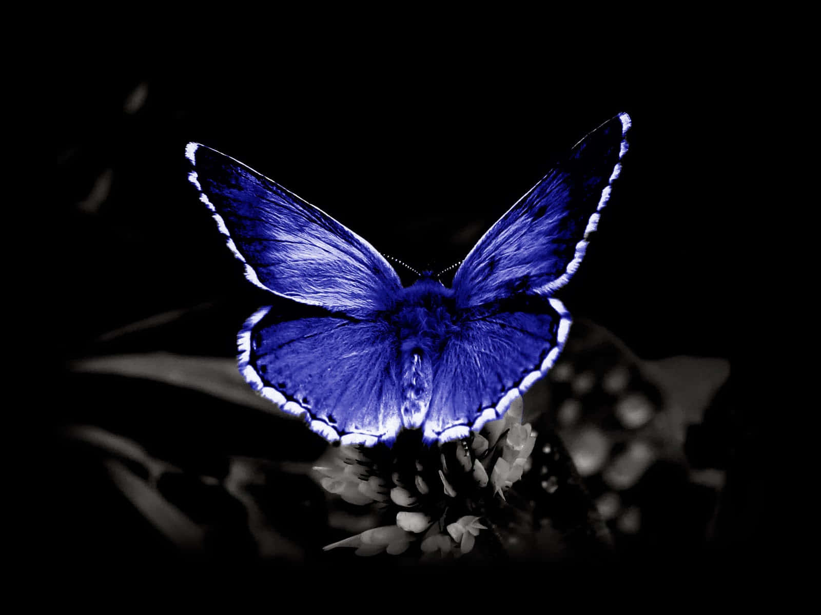 Close-up Of The Beautiful, Vibrant Monarch Butterfly. Wallpaper