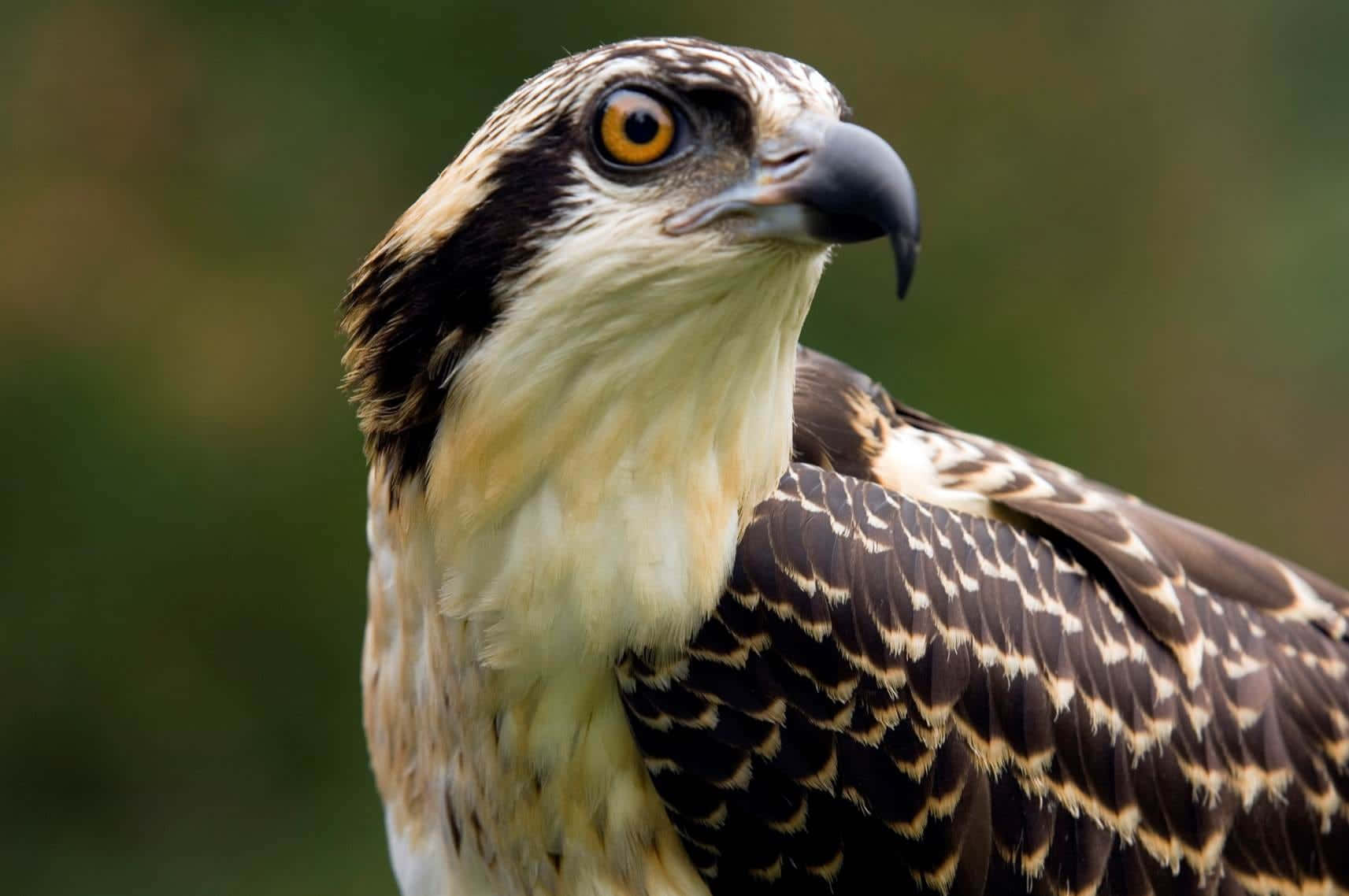 Close Up Osprey Portrait Wallpaper