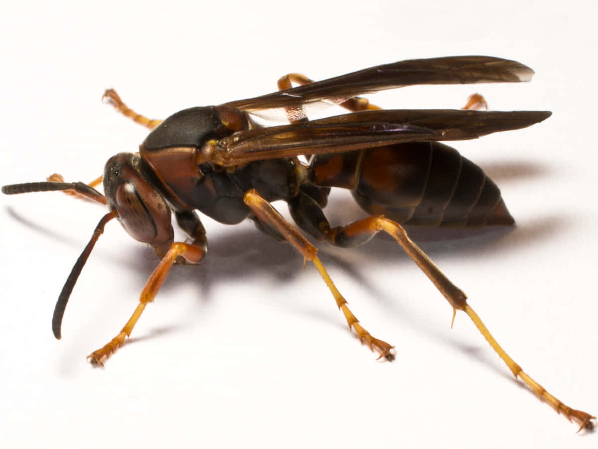 Close Up Paper Wasp Wallpaper