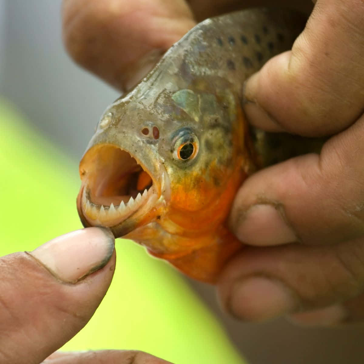 Close Up Piranha Sharp Teeth.jpg Wallpaper