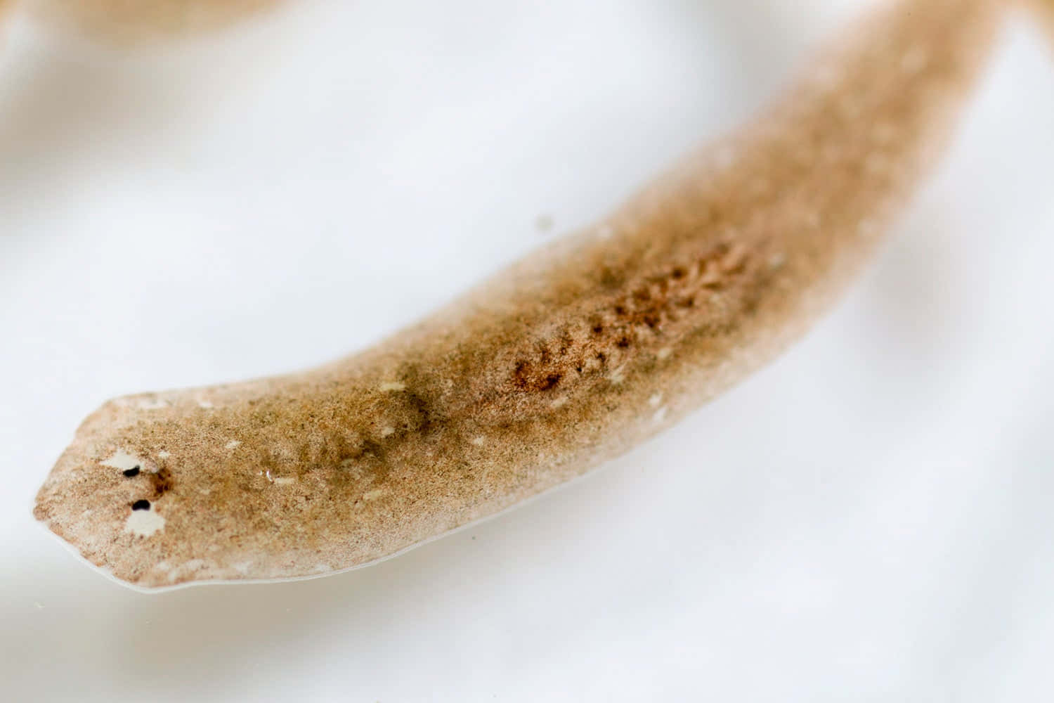 Close Up Planarian Flatworm.jpg Wallpaper