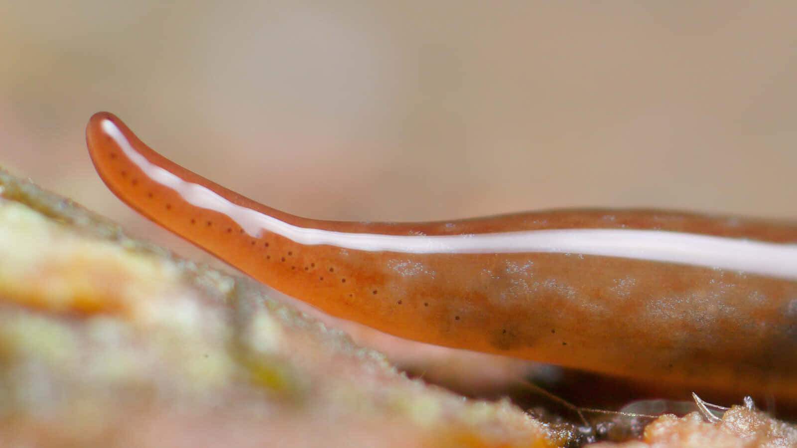 Close Up Planarian Worm Wallpaper