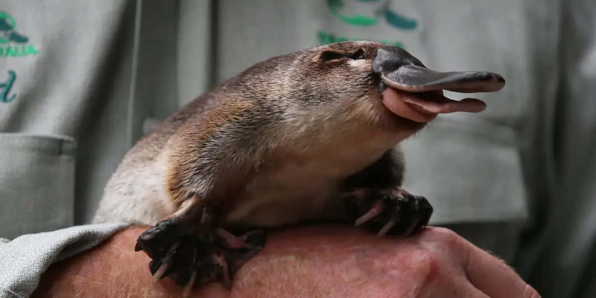 Close Up Platypus On Human Arm.jpg Wallpaper