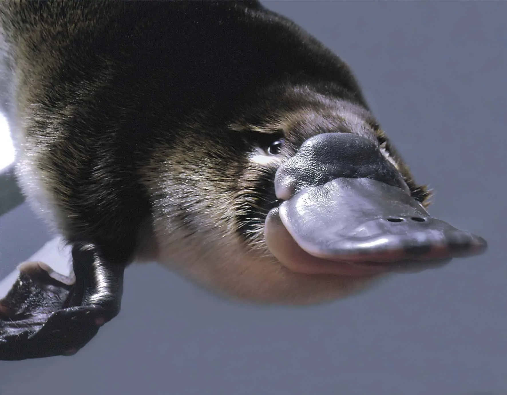 Close Up Platypus Portrait Wallpaper