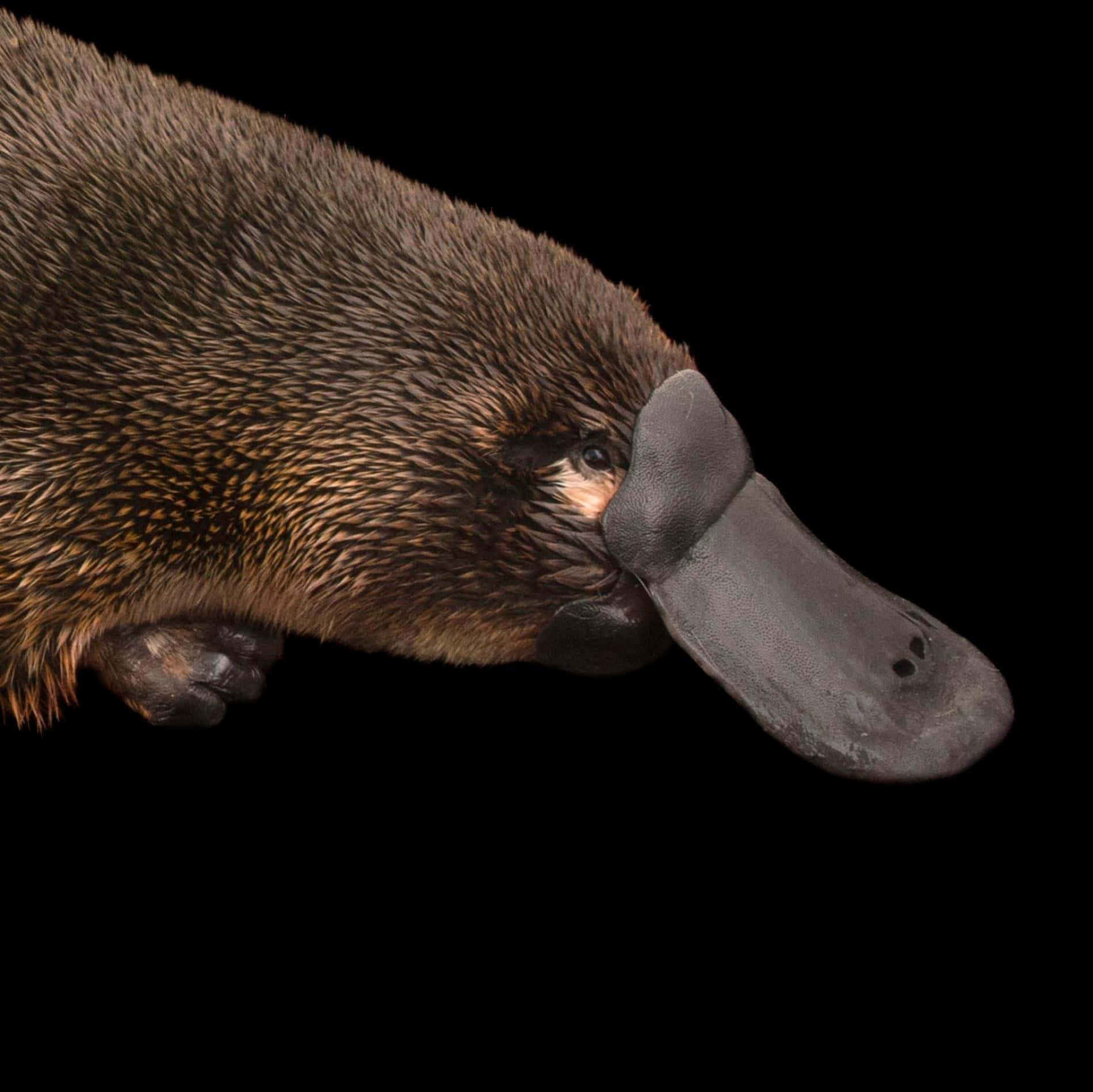 Close Up Platypus Profile Wallpaper