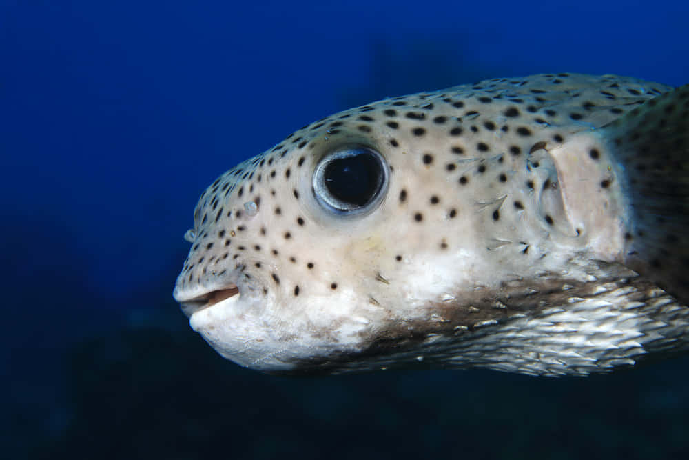 Close Up Porcupinefish Underwater Wallpaper