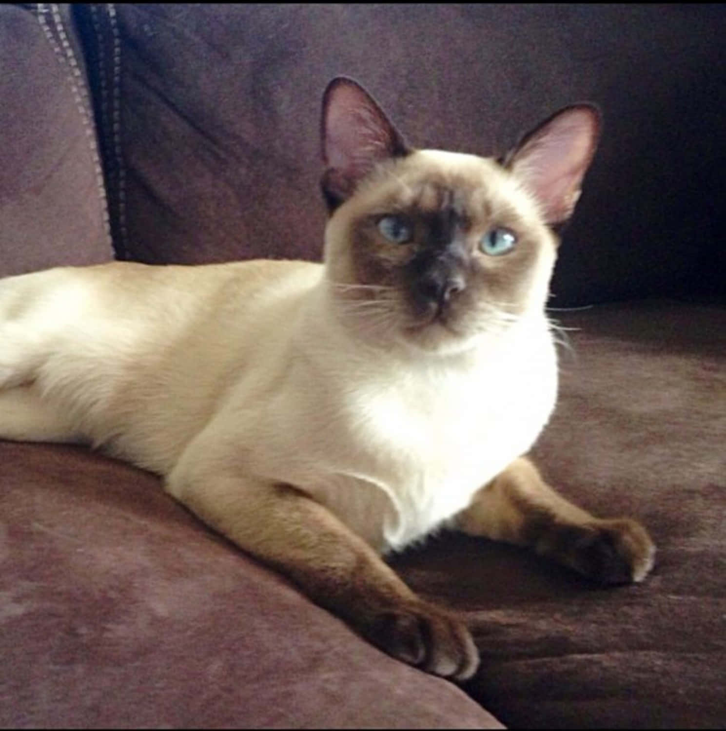 Close-up Portrait Of A Tonkinese Cat With Mesmerizing Blue Eyes Wallpaper