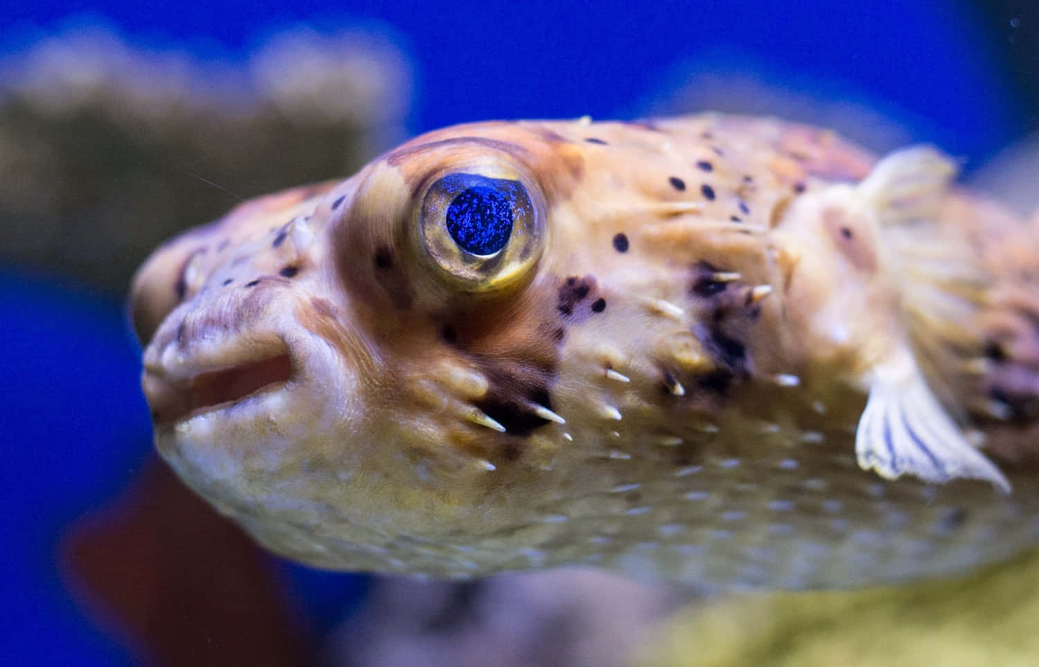 Close Up Pufferfish Portrait Wallpaper