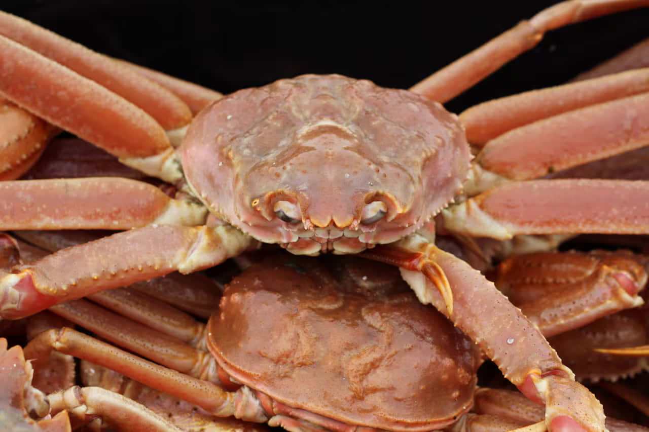 Close Up Queen Crab Wallpaper