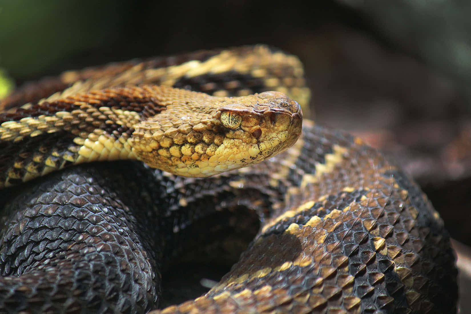 Close Up Rattlesnakein Nature.jpg Wallpaper