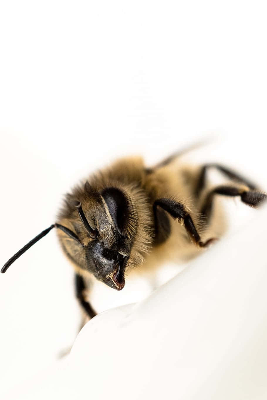 Close Up Red Tailed Bumblebee Wallpaper