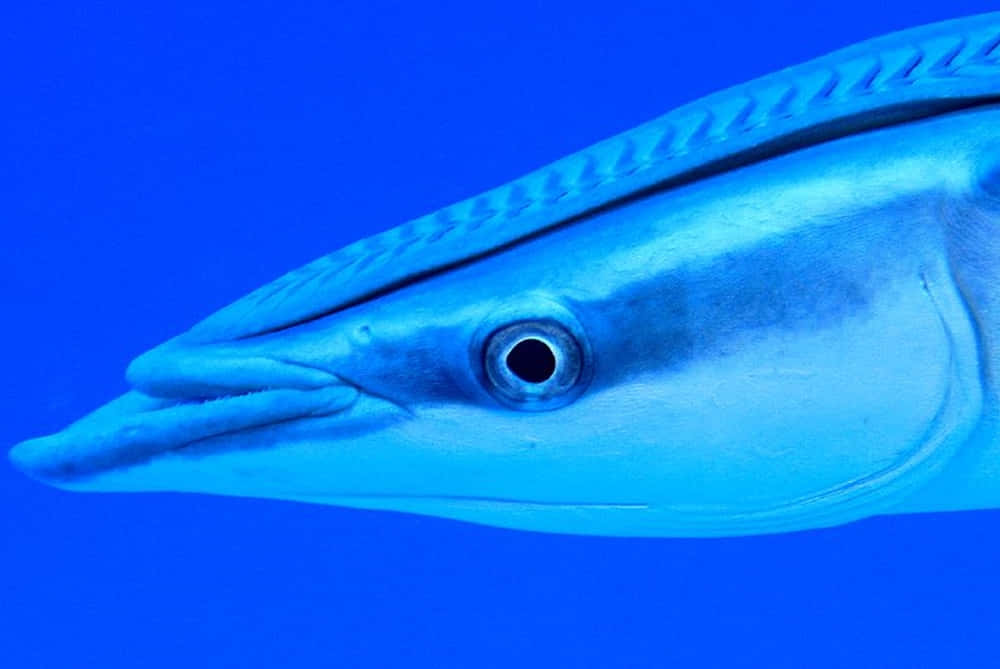 Close Up Remora Fish Blue Background Wallpaper