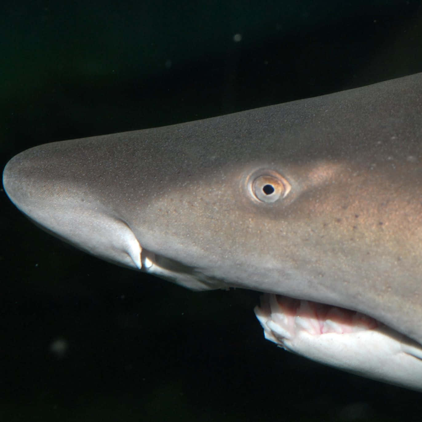 Close Up Sand Shark Portrait Wallpaper