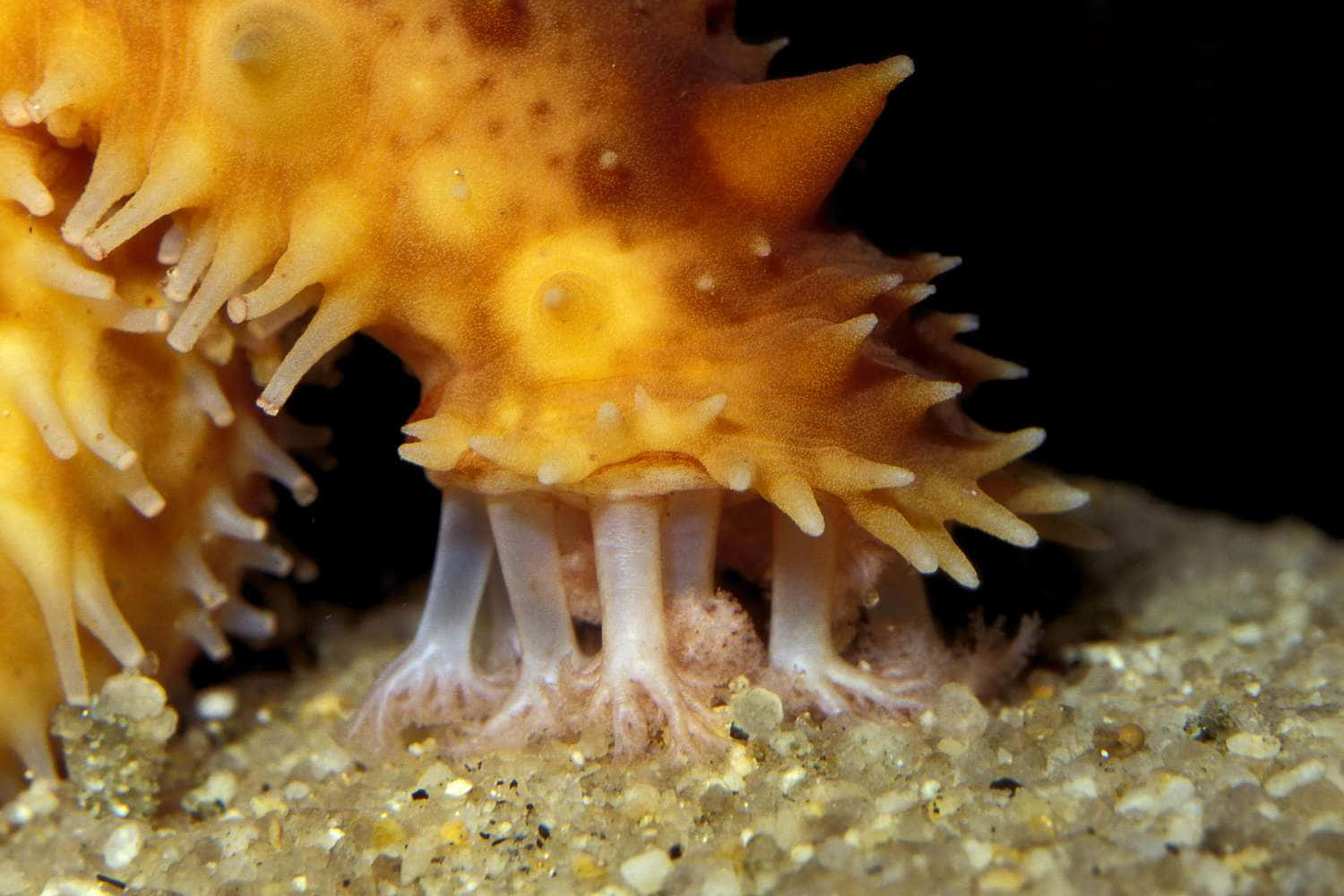 Close Up Sea Cucumber Texture Wallpaper