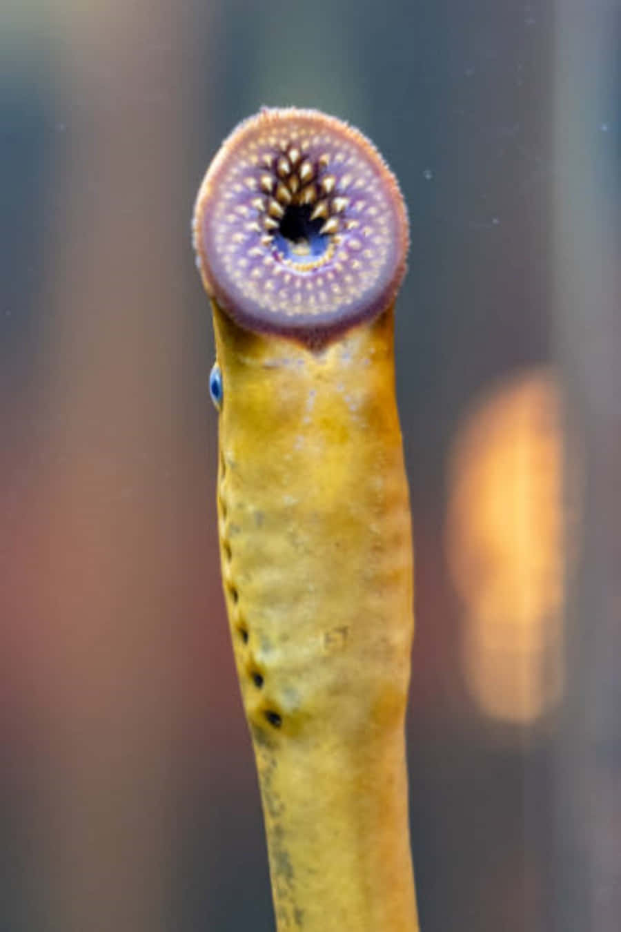 Close Up Sea Lamprey Mouth Wallpaper