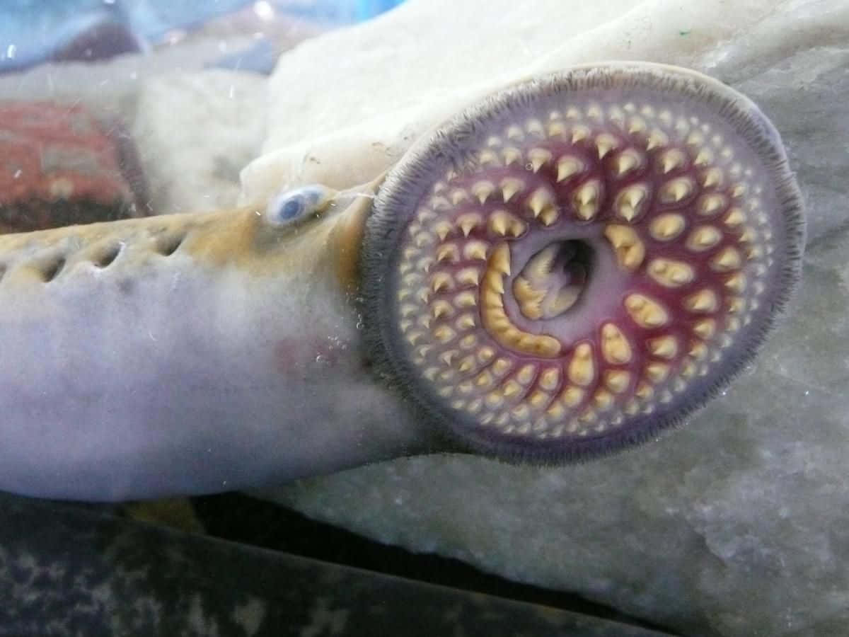 Close Up Sea Lamprey Mouth Wallpaper