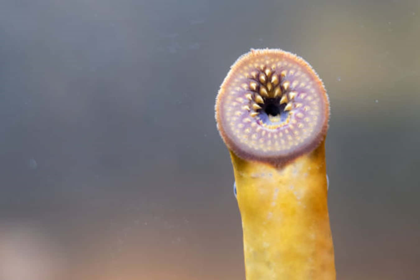 Close Up Sea Lamprey Mouth Wallpaper