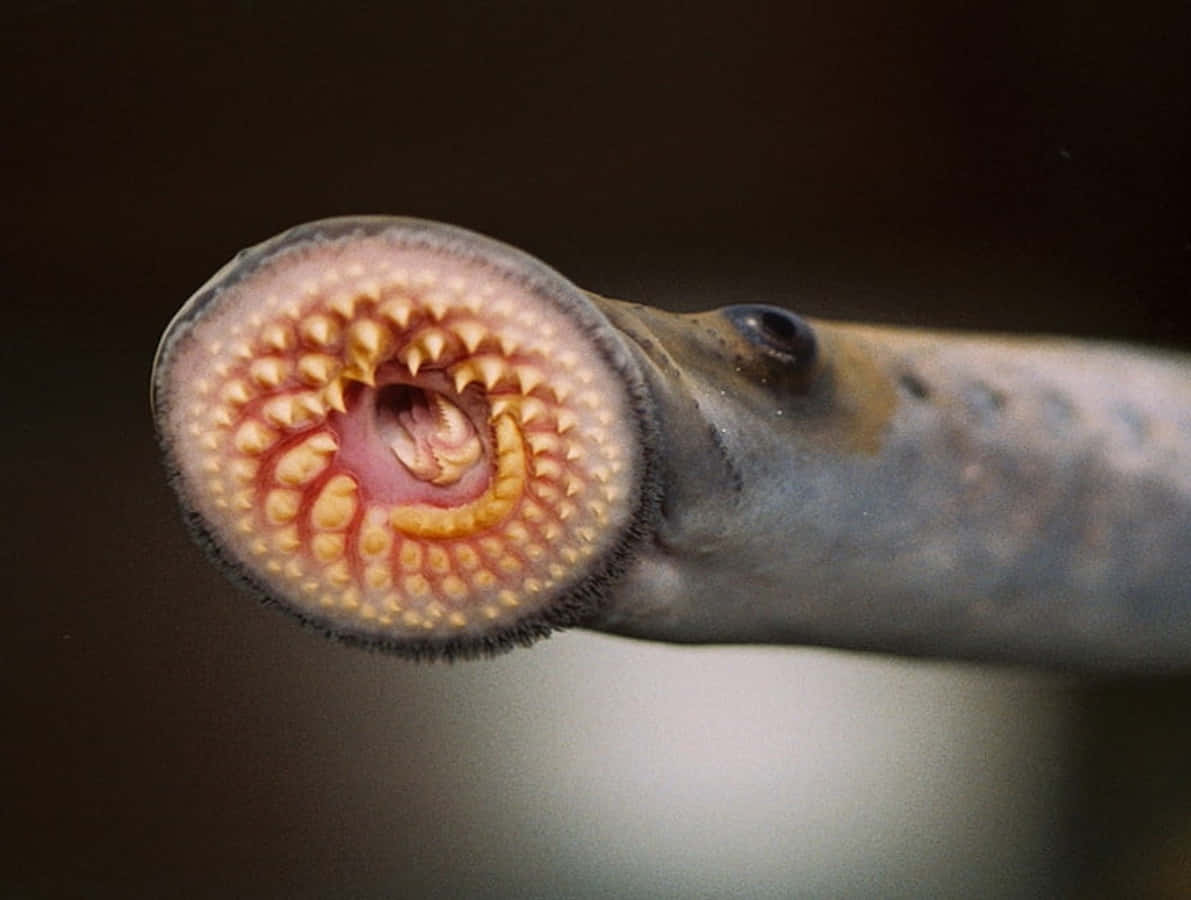 Close Up Sea Lamprey Mouth Wallpaper