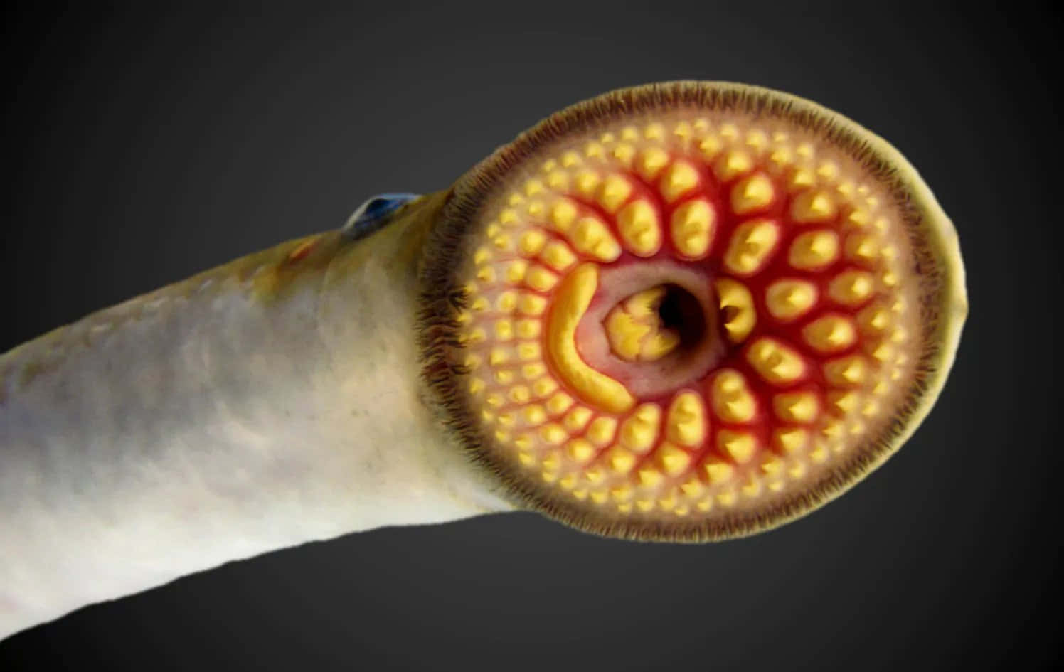 Close Up Sea Lamprey Mouth Wallpaper