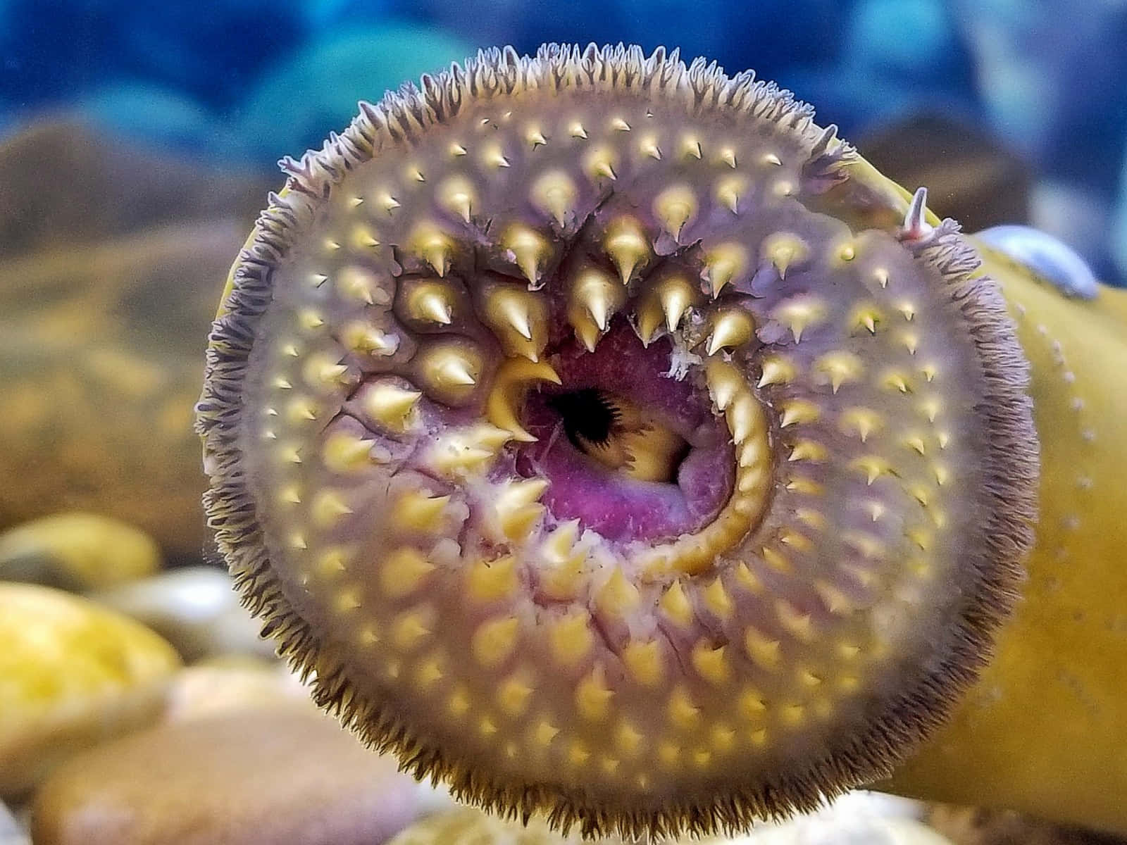 Close Up Sea Lamprey Mouth Wallpaper