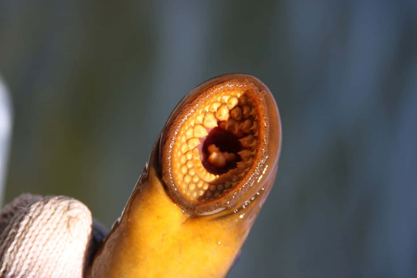 Close Up Sea Lamprey Mouth Wallpaper