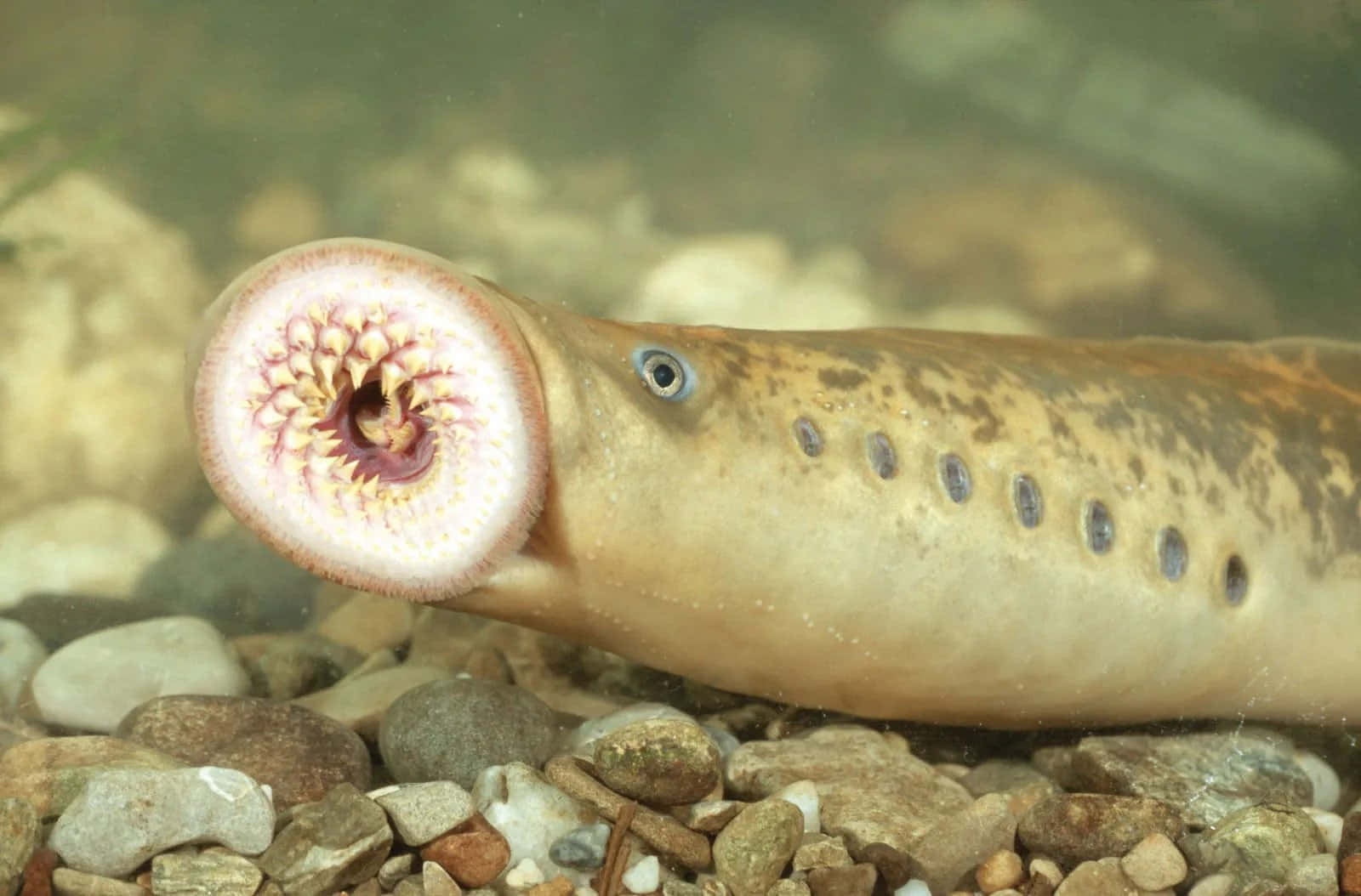 Close Up Sea Lamprey Wallpaper