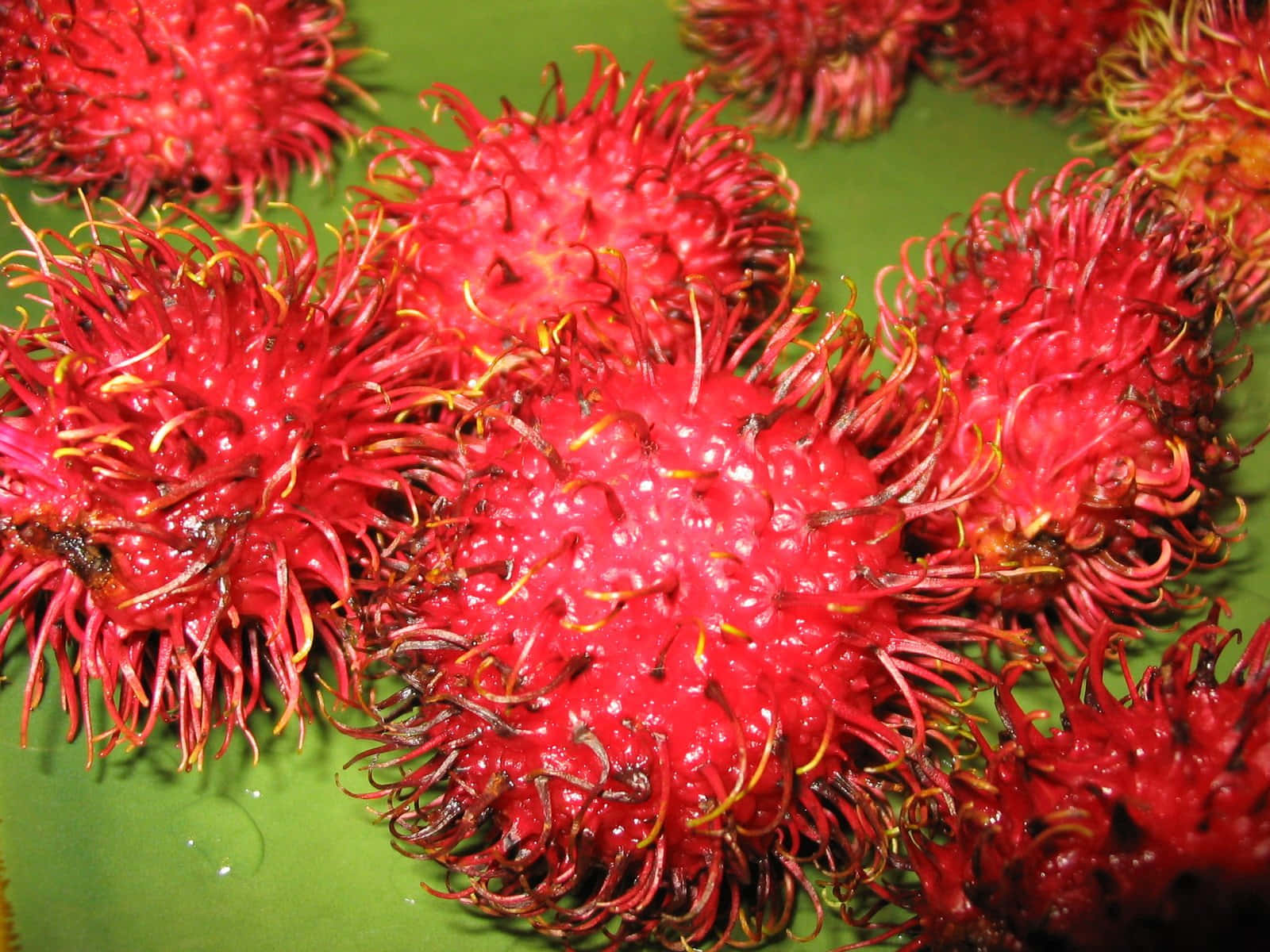 Close Up Shot Of Pulasan Wallpaper