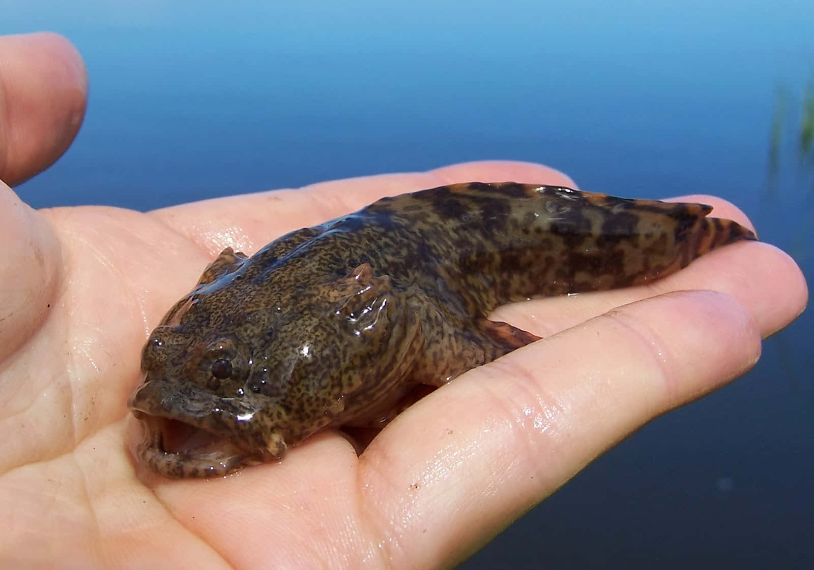 Close-up Shot Of The Stunning Toadfish Against A Colorful Reef Background Wallpaper