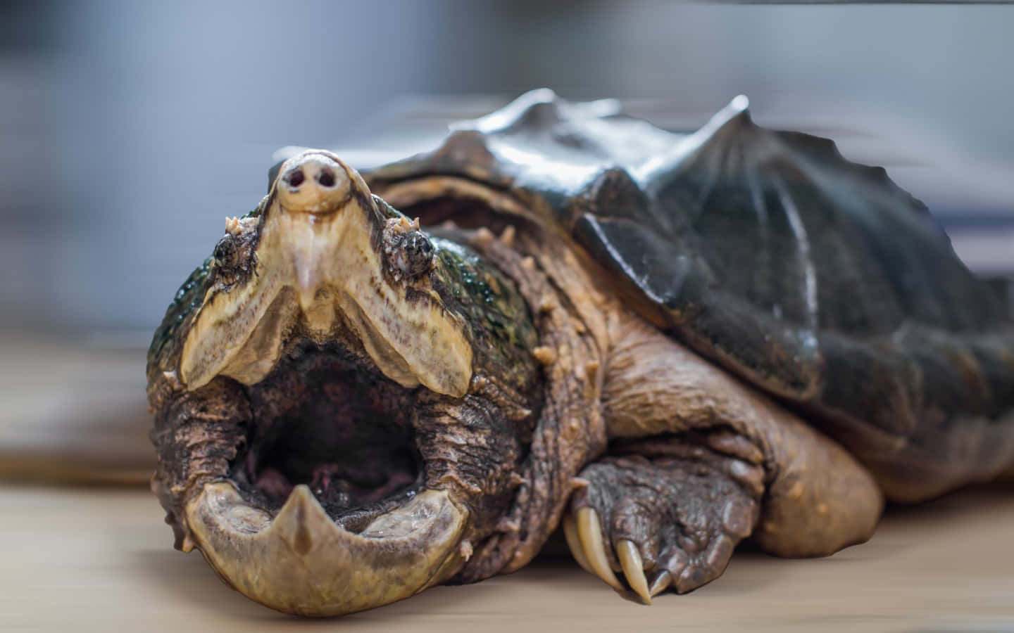 Close Up Snapping Turtle Wallpaper