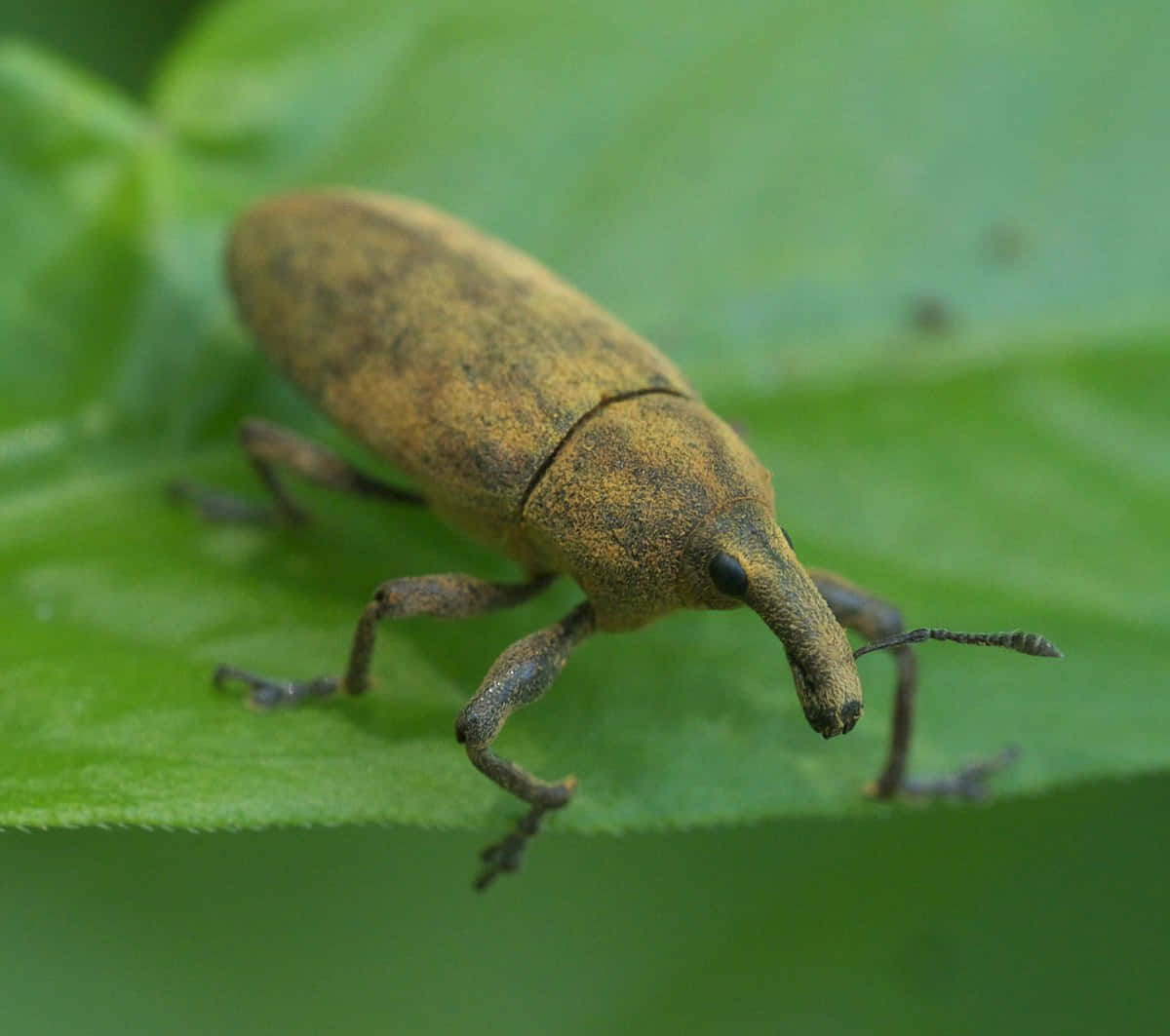 Close Up Snout Beetleon Leaf Wallpaper