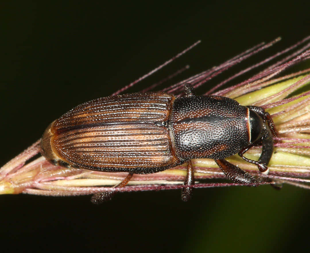 Close Up Snout Beetleon Plant Stem Wallpaper