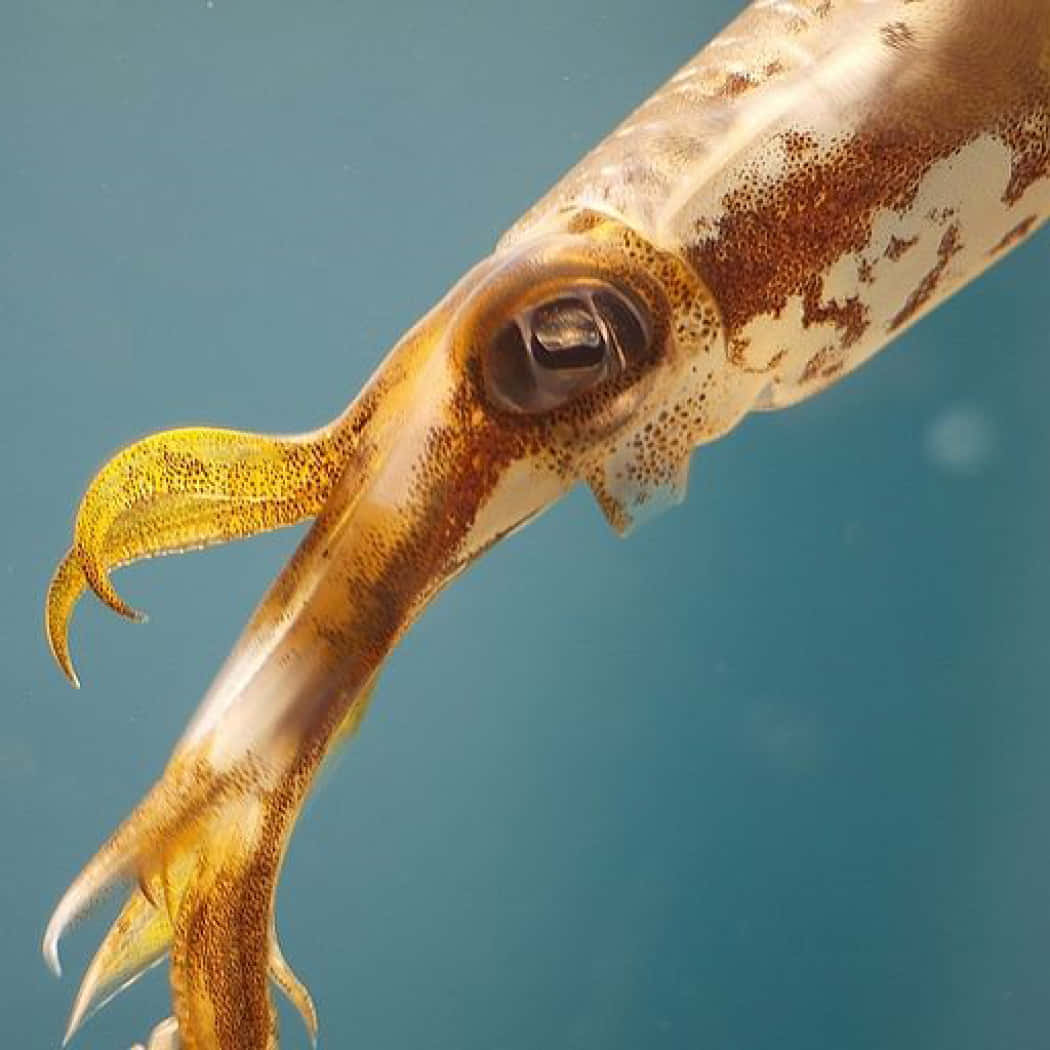 Close Up Squid In Water.jpg Wallpaper