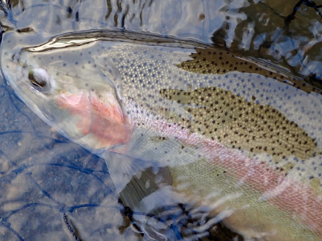 Close Up Steelhead Trout In Water.jpg Wallpaper