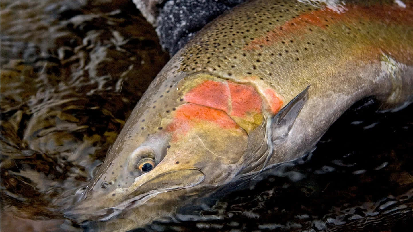 Close Up Steelhead Trout Wallpaper