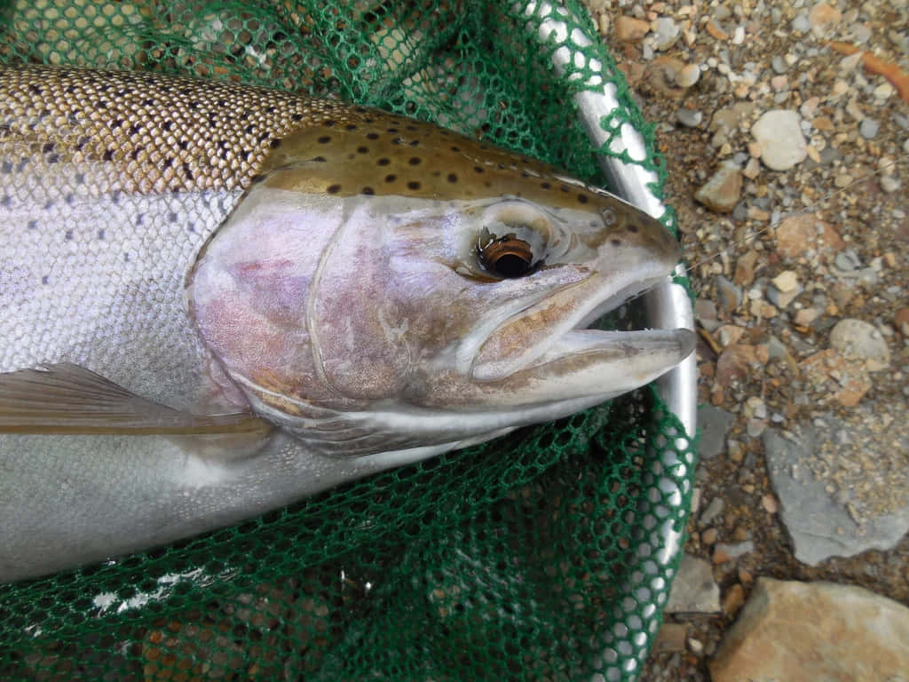 Close Up Steelhead Troutin Net Wallpaper