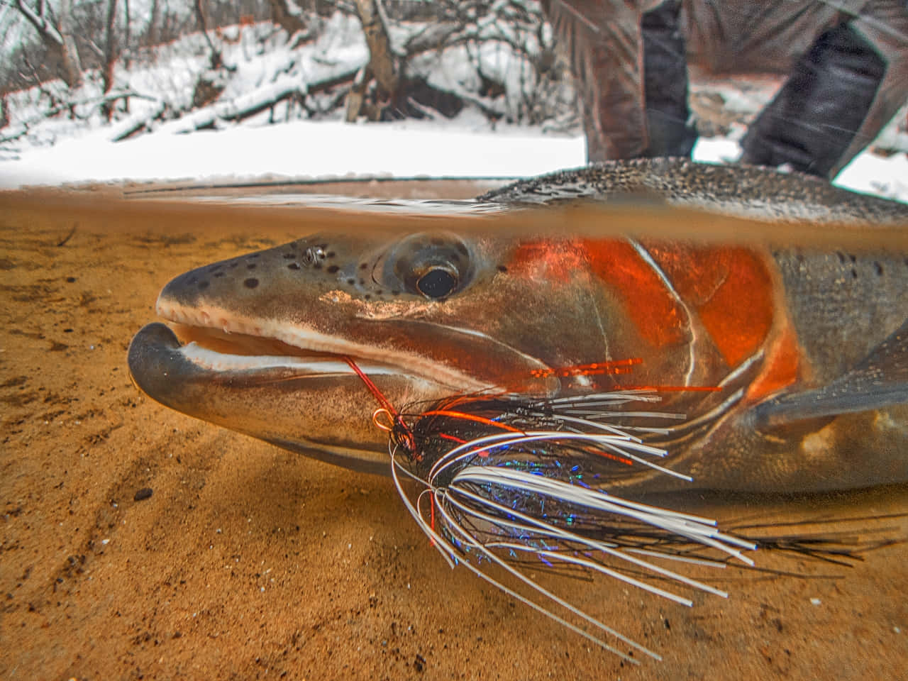 Close Up Steelhead With Fly Wallpaper