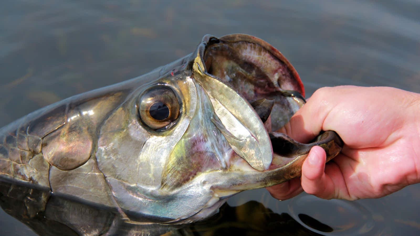 Close Up Tarpon Being Held Wallpaper