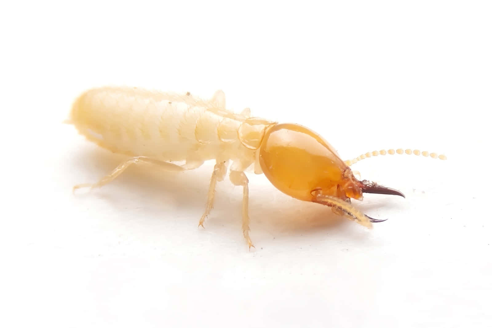 Close Up Termite White Background Wallpaper